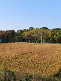 神仙湖絕美婚紗取景地