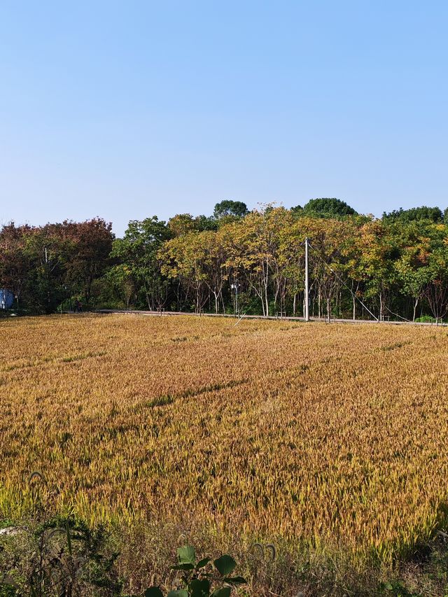 神仙湖絕美婚紗取景地 神仙湖絕美婚紗取景地