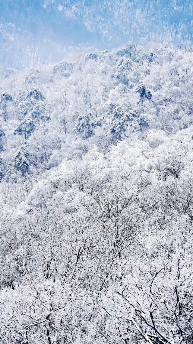 北京初雪刷屏南京紫金山霧淞已在路上!東北平替絕美暴擊 北京初雪刷屏南京紫金山霧淞已在路上!東北平替絕美暴擊