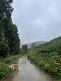 在莫干山見到了頂級的寵物友好
