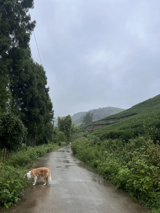 在莫干山見到了頂級的寵物友好 在莫干山見到了頂級的寵物友好