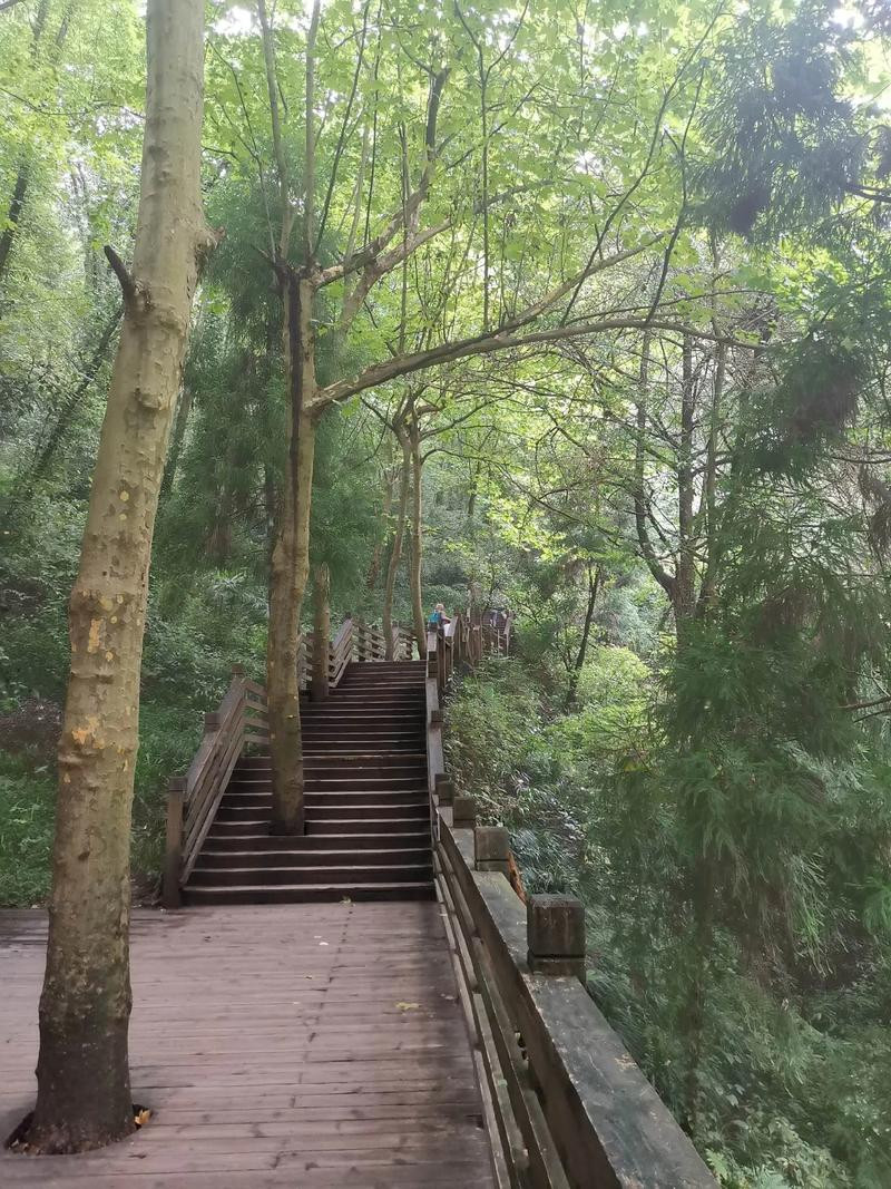 青城山前山·老君阁云海日出 参考图 5