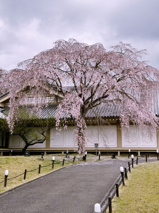 京都醍醐寺隱藏王炸｜靈寶館，7萬件國寶的世界遺產秘藏｜Trip.com 京都