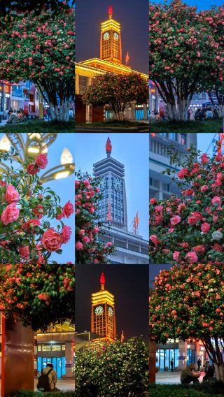Changsha's romance is on another level! Even the train station is taken over by camellias
