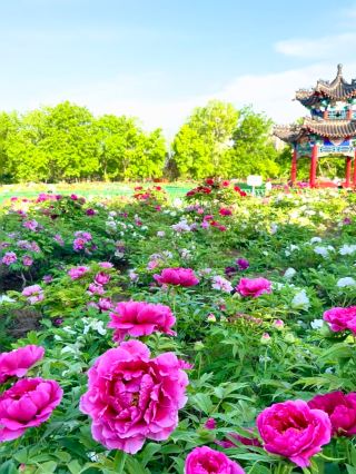 คู่มือการออกไปเที่ยวช่วงฤดูใบไม้ผลิของ Heze (มีนาคม-เมษายน) | สองสถานที่ลับที่จะจุดประกายความโรแมนติกในฤดูใบไม้ผลิ