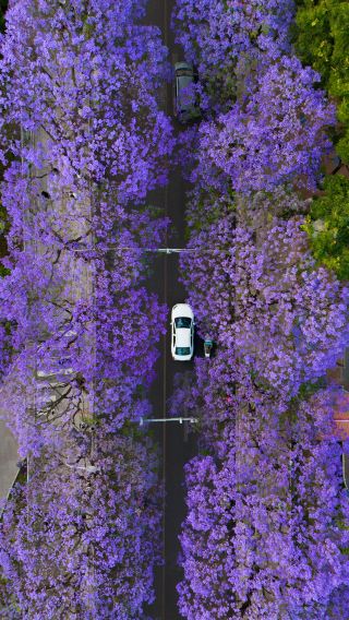 May Day in Kunming｜Stay a Night Under the Jacaranda Trees