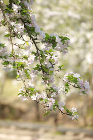 Beijing's Springtime Hotspot · Wangjing Begonia Flower Creek