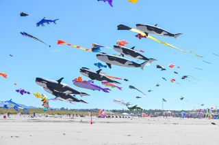 Washington State International Kite Festival: A Spectacle of Kites Filling the Sky