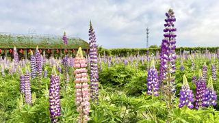 咸陽興平魯冰花海成打卡勝地