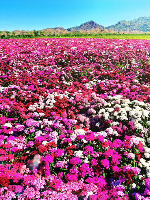 Xinjiang Yili Tianshan Flower Sea | Complete Flower Viewing Guide