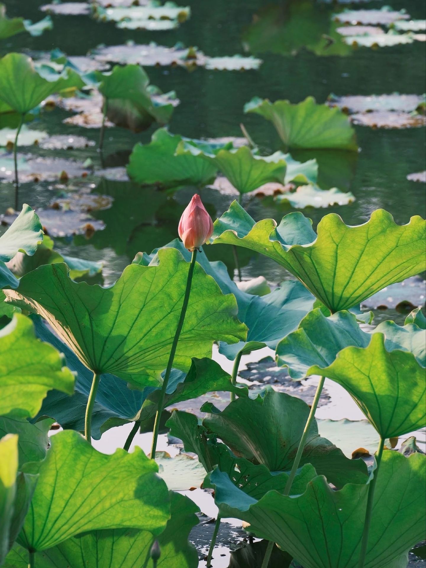 Summer 5-day tour of Suzhou and nearby areas: a detailed guide everyone’s asking for