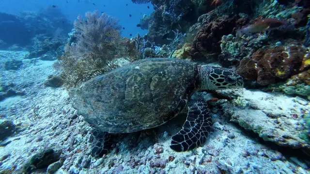 優異的潛水體驗與訓練，盡在 Bali Ocean Reef