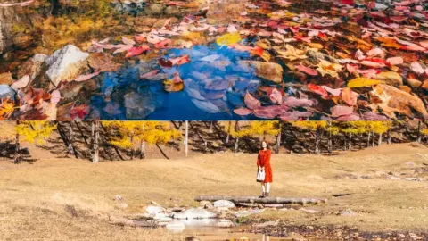 You know what I mean!! Autumn in Northeast China is just breathtaking — traveler post in Harbin