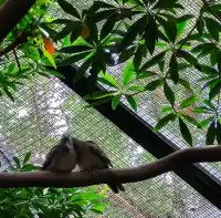元朗公園-百鳥塔
