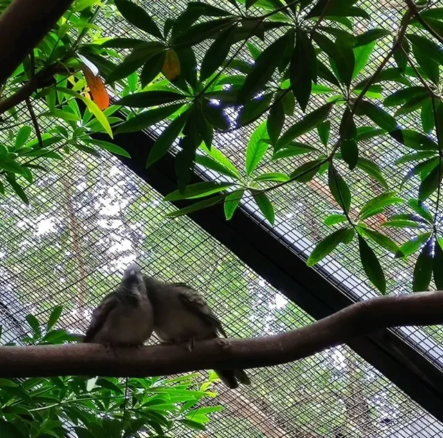 元朗公園-百鳥塔
