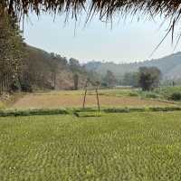 วิสาหกิจชุมชนบ้านสบขุ่น : กาแฟสร้างป่า