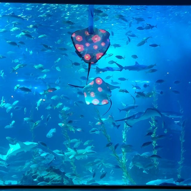 제주의 바다의 아름다움을 재현한 아쿠아플라넷 제주🐬