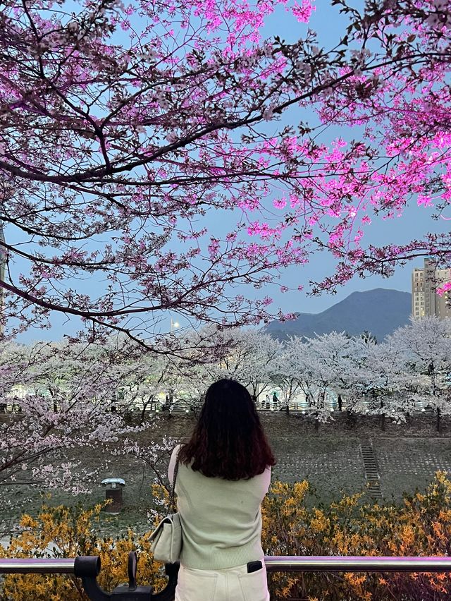 사람 많은 꽃구경 그만! 가는 길마다 꽃이 보이는 덕풍천 어때요 :) ?