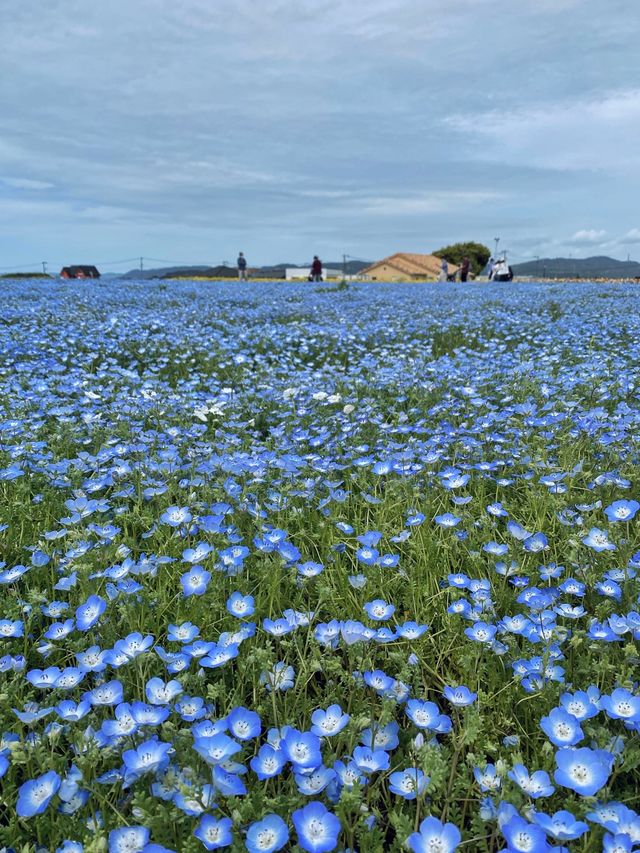 Flowers everywhere 😏