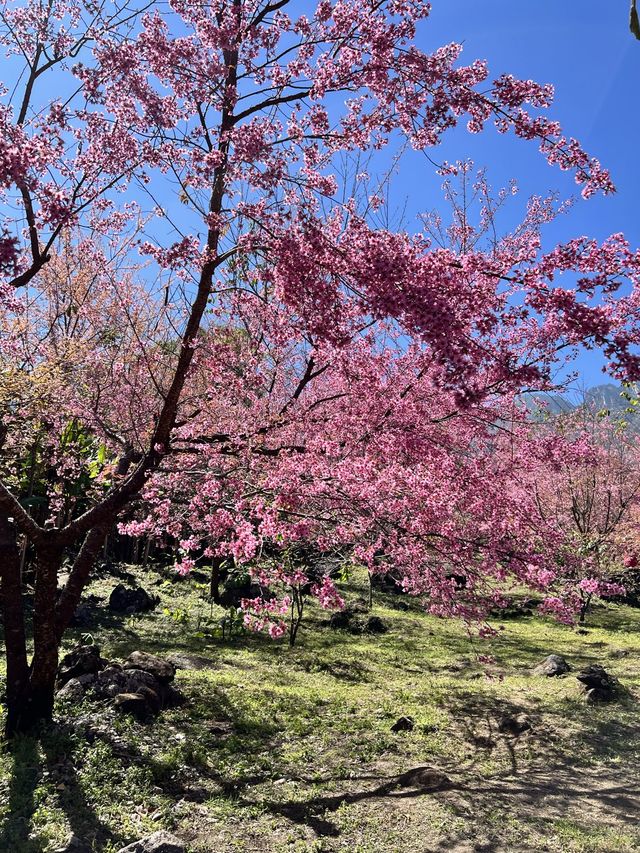สะพานซากุระ ขุนวาง เชียงใหม่🏕️🗻🌸
