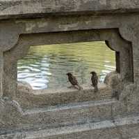An oasis in old town Macau - Lou Lim Loc Garden 