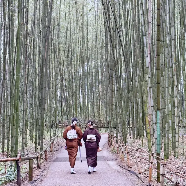 細雨🌦️慢步嵯峨野🎋竹林步道🚶‍♂️