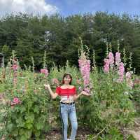 広島県　世羅　花夢の里　あじさい