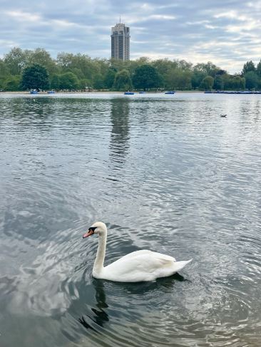 イギリス🇬🇧]白鳥が泳ぐ英国王室所有の庭園ハイドパーク🦢 | Trip.com