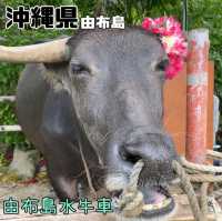 【沖縄県/由布島】初めての水牛車🐃