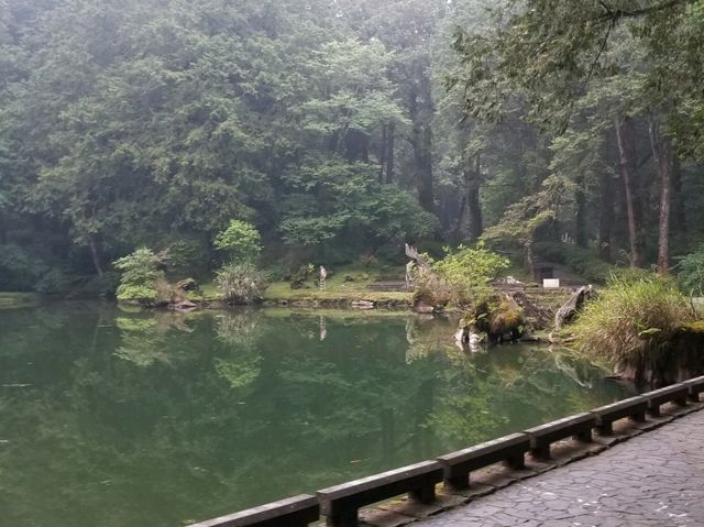 阿里山遠古森林吸收大自然天地靈氣