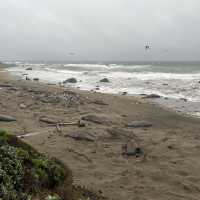 Elephant Seal Vista Point , อเมริกา