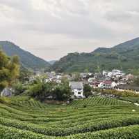 Understand tea culture at Longjing village 