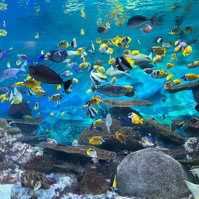 아이와 함께 즐거운 시간을 보낼 수 있는 코엑스 아쿠아리움 