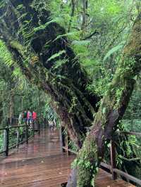 Doi Inthanon / ดอยอินทนนท์ 