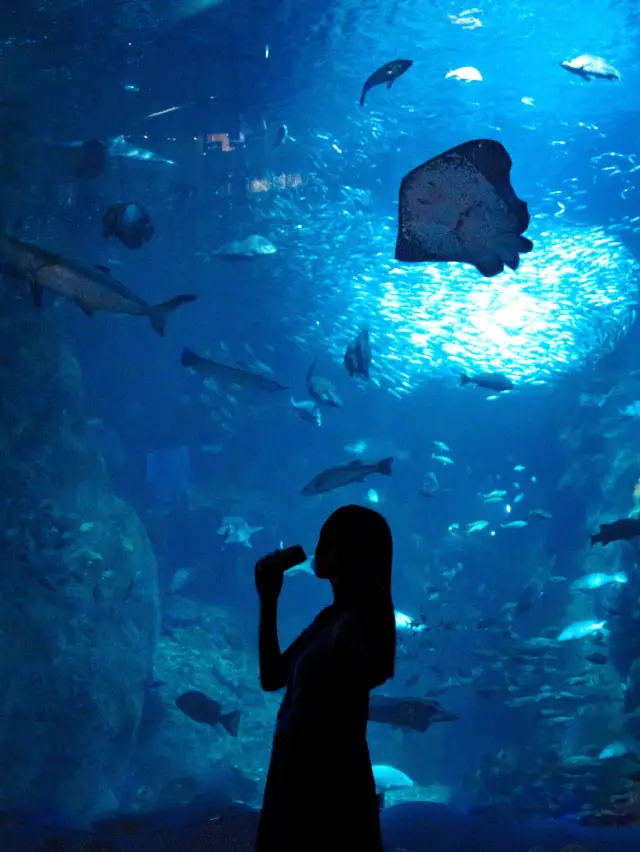 10日間限定🐟夜の新江ノ島水族館でリラックス体験ができる「CHILL AQUARIUM」へ