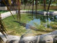 Melaka Crocodile Farm ✨