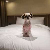 애견동반 가능한 인천 더 위크앤 리조트 🐶 - 펫 동반