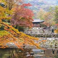 秋夕楓葉紅飄逸🍁四色匯聚內藏山
絕美景色白羊寺