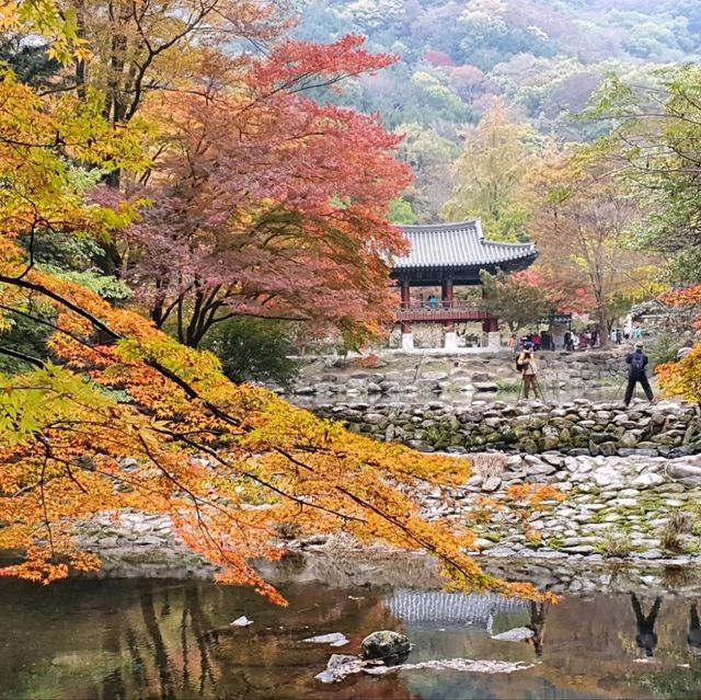 秋夕楓葉紅飄逸🍁四色匯聚內藏山
絕美景色白羊寺