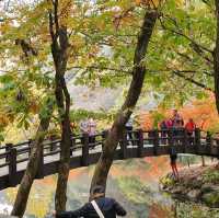 秋夕楓葉紅飄逸🍁四色匯聚內藏山
絕美景色白羊寺