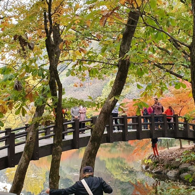 秋夕楓葉紅飄逸🍁四色匯聚內藏山
絕美景色白羊寺