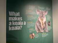 🇦🇺Brisbane | $0 to meet koala 🐨