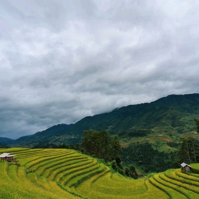 Vành Móng Ngựa Terraced Rice Fields