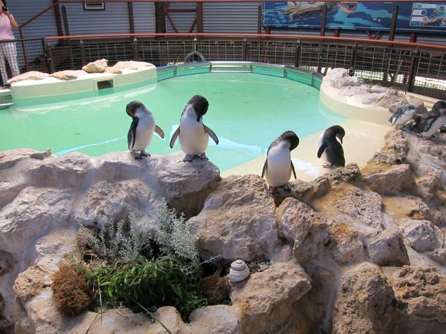 hello Penguins