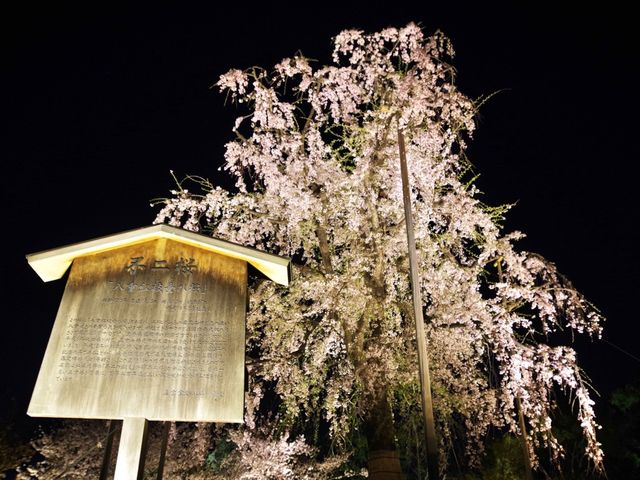 【京都市】五重塔と桜の饗宴🌸