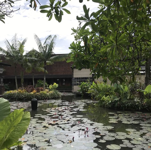 🪷荷花池中的泰日fusion樹屋餐廳🌳 