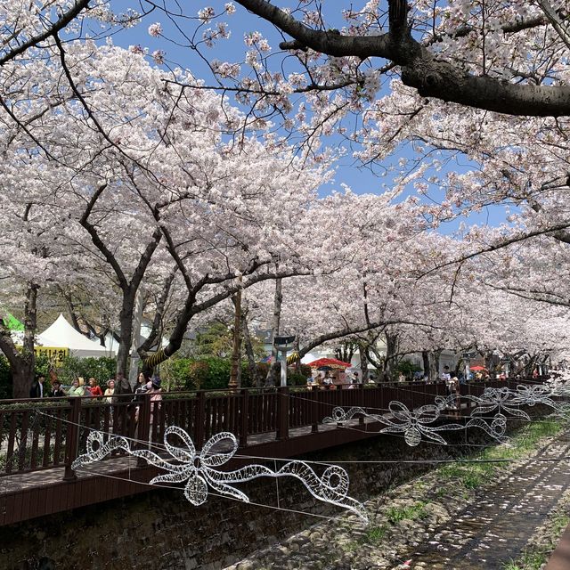 🌸韓國賞櫻🌸 - 鎮海軍港節 