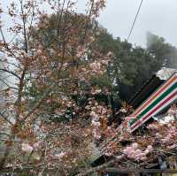 阿里山日出讓人畢生難忘