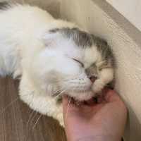 คาเฟ่แมวสุดหนุบหนับ 🐈 Mali Cat Cafe Bangsaen