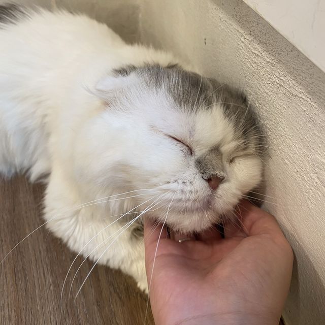 คาเฟ่แมวสุดหนุบหนับ 🐈 Mali Cat Cafe Bangsaen